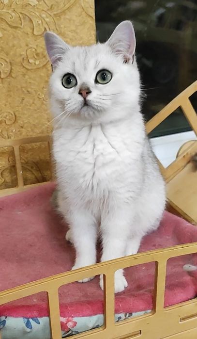 Мальчик серебристый шиншилла