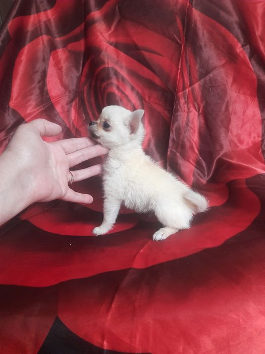 Карманная Собака-чихуахуа щенки  мальчики 3мес