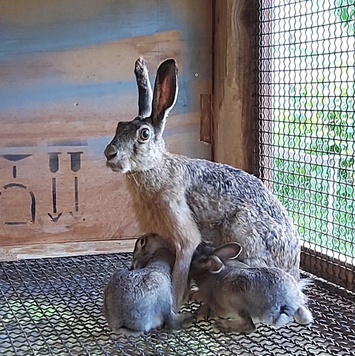 Projekt - klatka do hodowli zajęcy