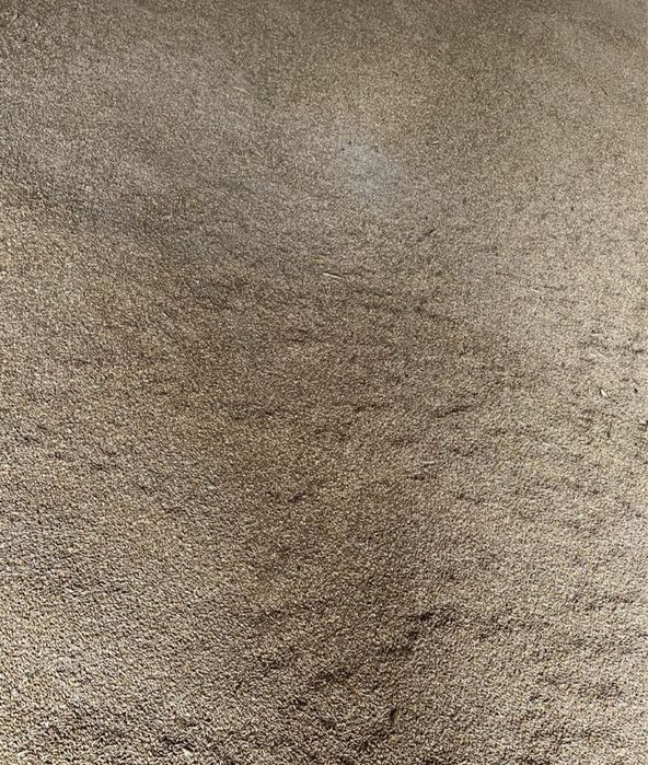 Pszenica Euforia po centrali