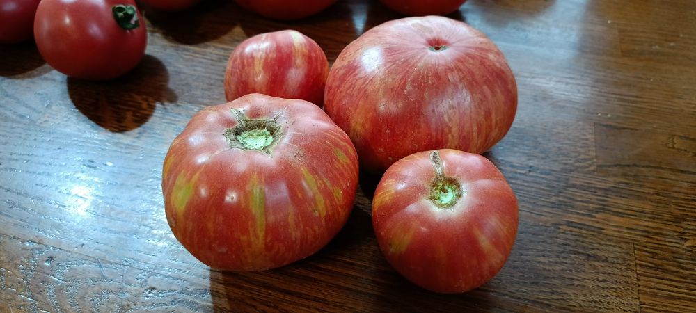 Nasiona pomidorów dużo odmian