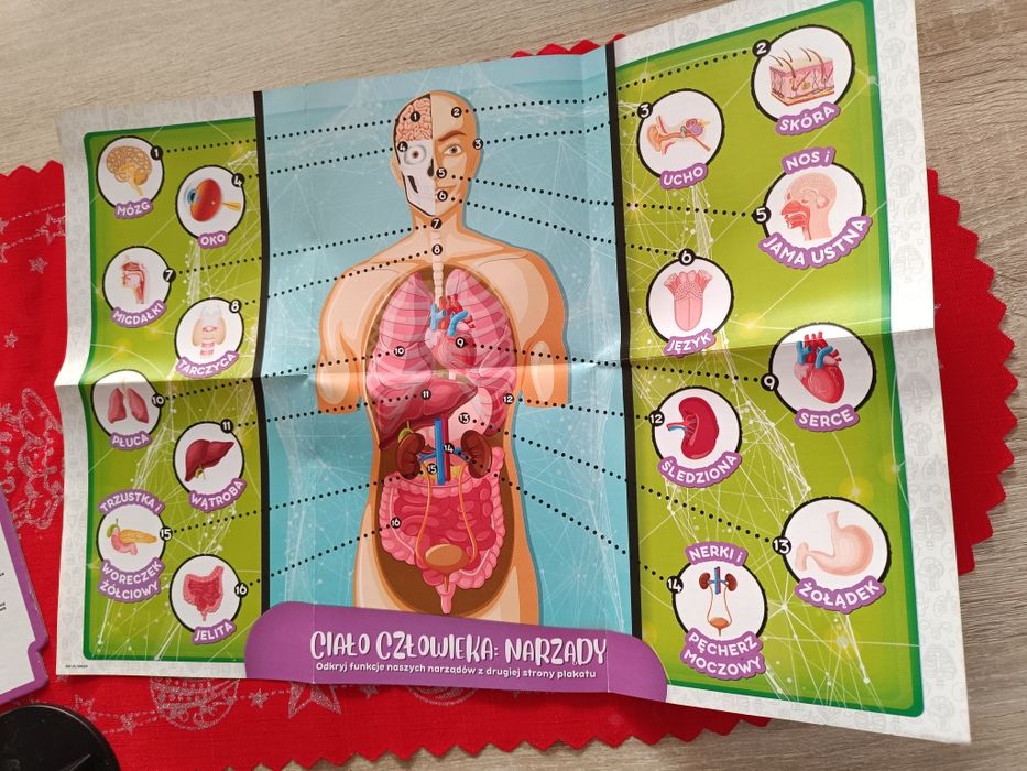 Puzzle szkielet człowieka 7-12 lat