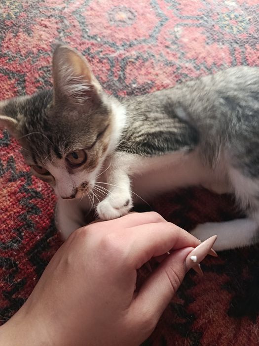 В самые хорошие руки котенок даром. котята бесплатно. котик. кот