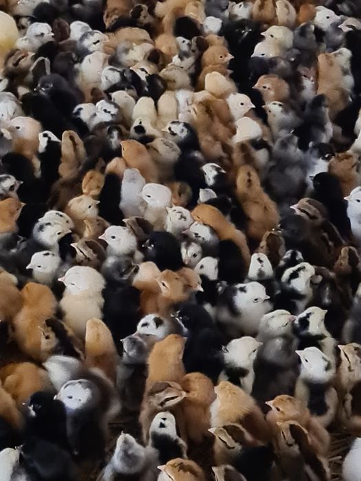 Jajka lęgowe wylęgowe