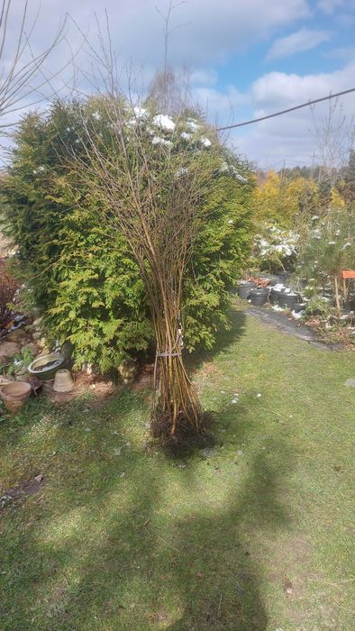 Brzoza brodawkowata 100-200 cm.