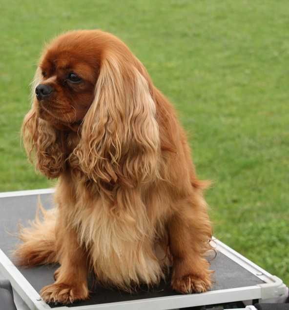 ZKwP - FCI - SUCZKA  Cavalier King Charles Spaniel