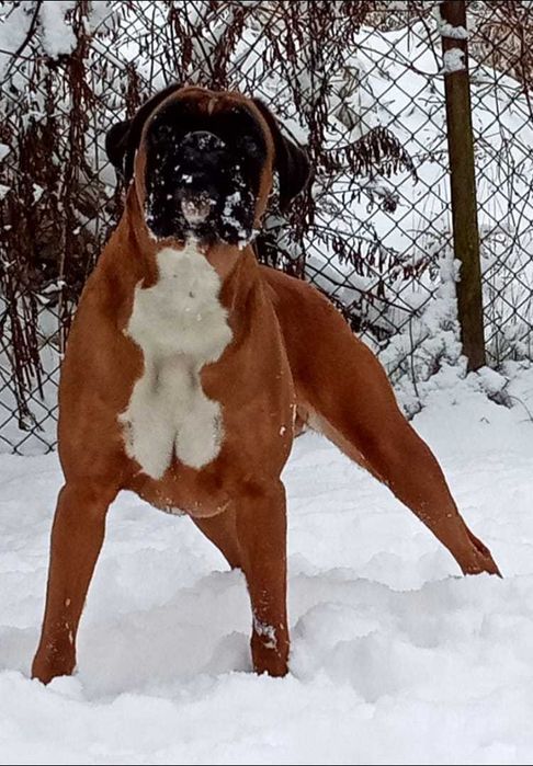 Bokser, suczka, żółta,  ZKwP /FCI