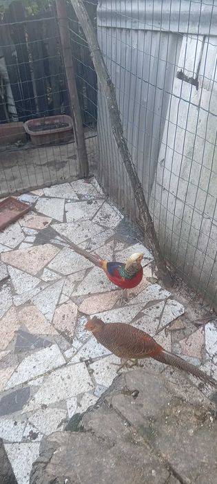 Faisao macho para venda