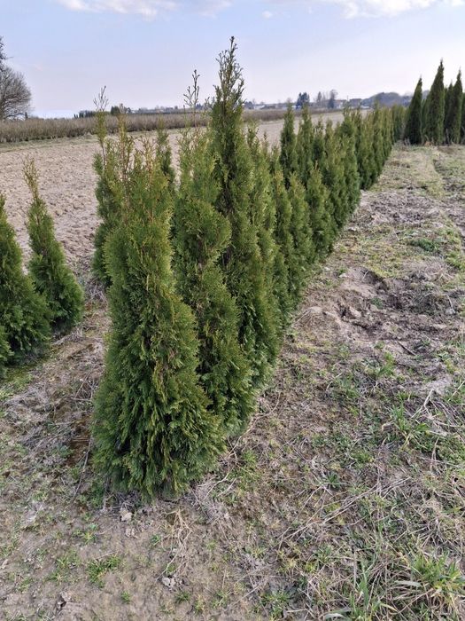 Sprzedam tuje szmaragdy – likwidacja plantacji