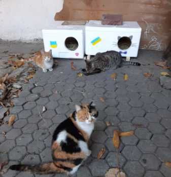 Будиночок, домік для котиків