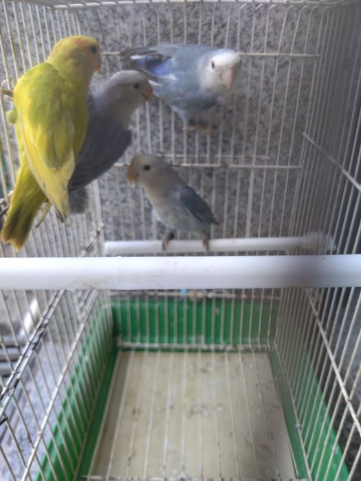Agapórnis variados