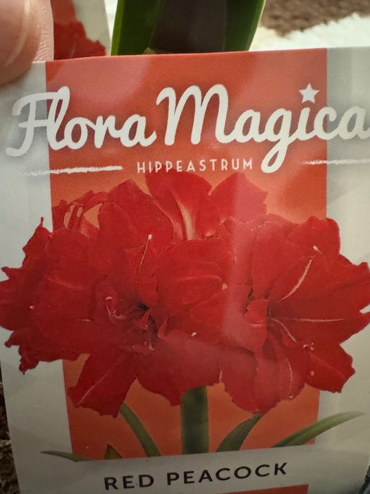 Гиппеаструм Red Peacock Амариллис Ред Пікок