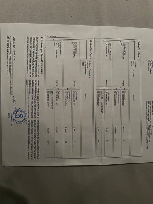 Piekna 11 letnia Klacz ujezdzeniowa Oldenburska