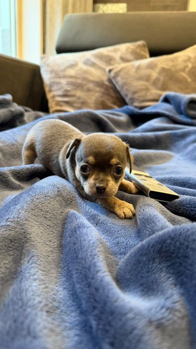 Chihuahua top top