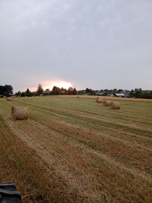 Słoma w belach sprzedam