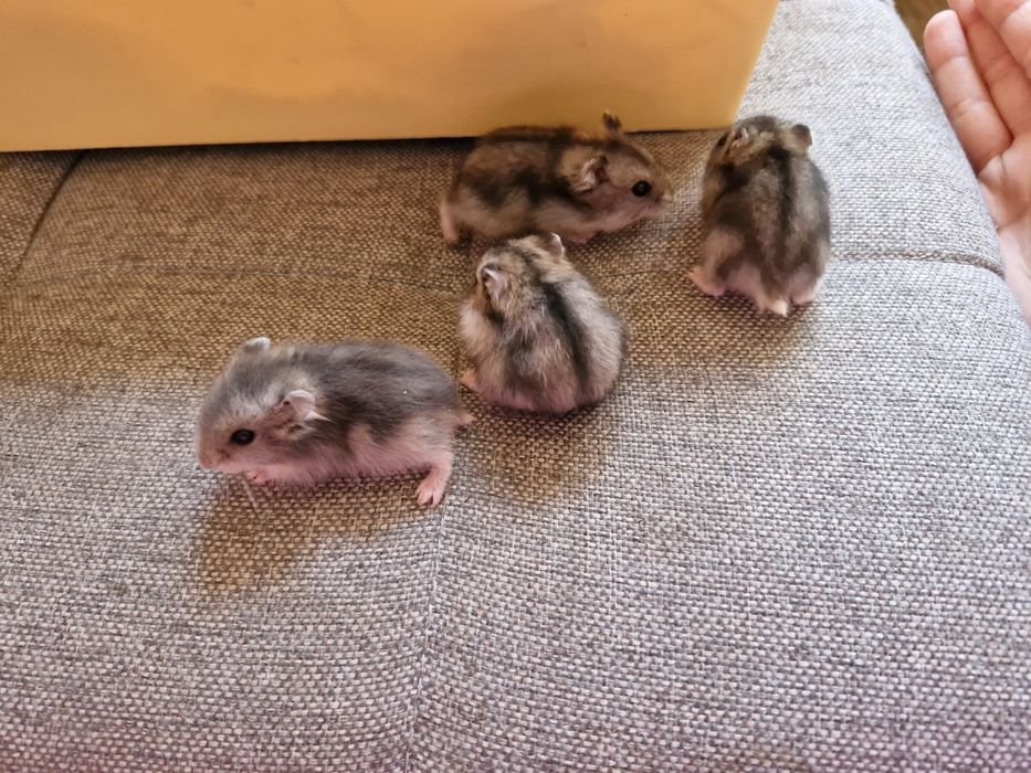 Джунгарики, хомяки