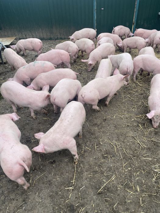 Поросята 22-24 кг
