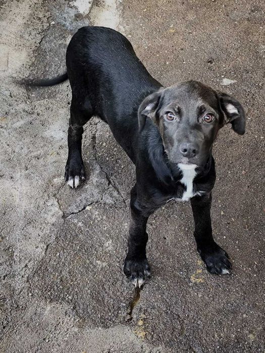 BEBÉ 1 (Macho, 3 Meses) Para Adoção