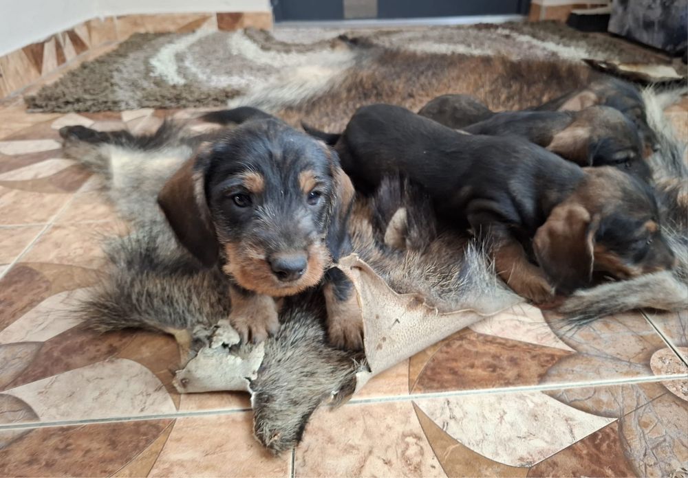 Do sprzedania Jamniczki