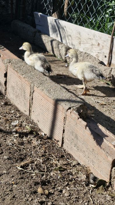 Patos mudos e garnizos