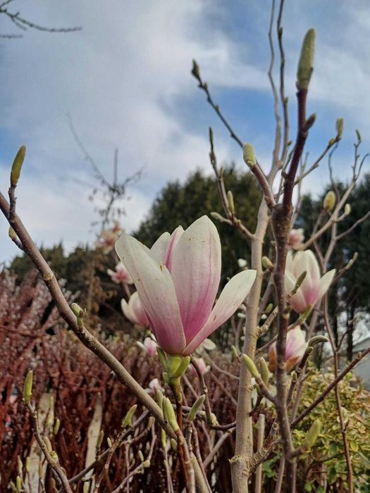 Magnolie różne odmiany klony palmowe rododendrony wierzba pleciona