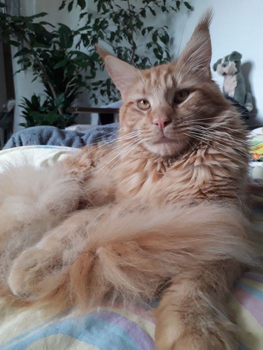 Кото Акція 3 хлопчика