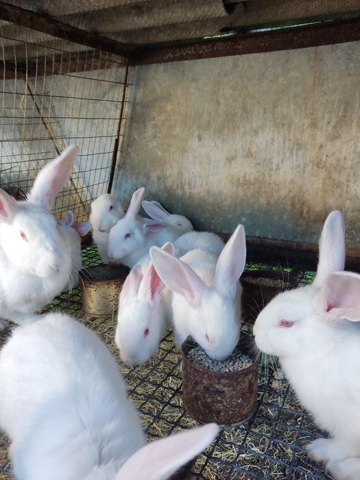 Кролі термонська біла