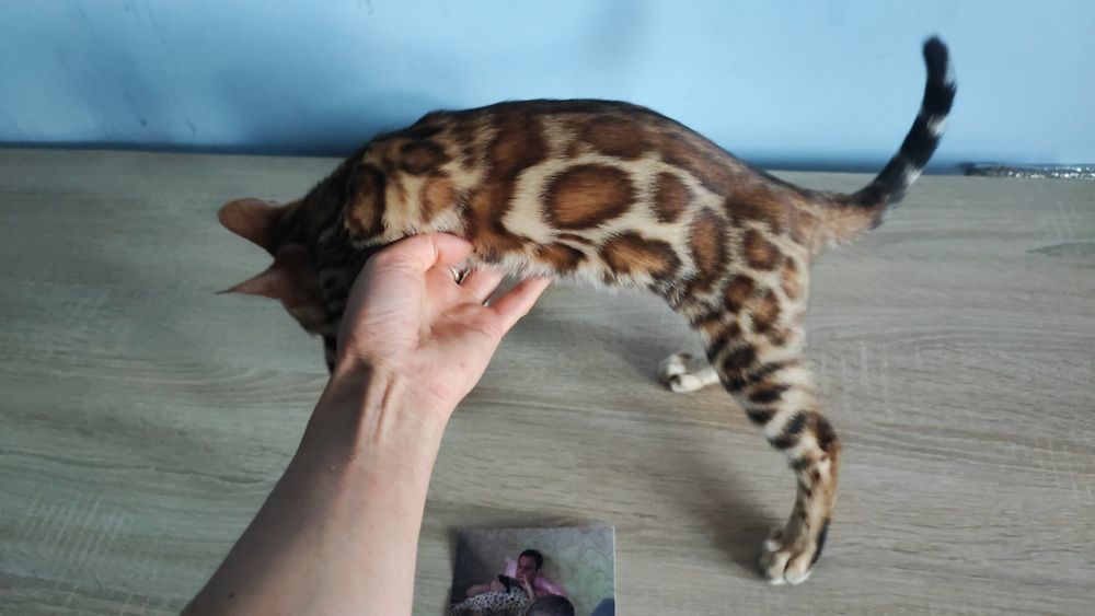 Бенгальські кошенятка в улюбленці, розетка на золоті, документи