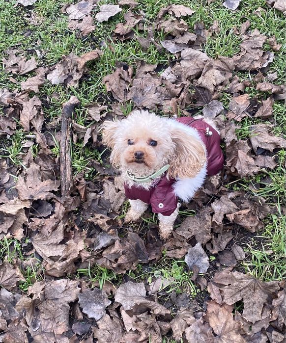 Стерилізована супер міні дівчинка той пудель чекає на люблячу родину