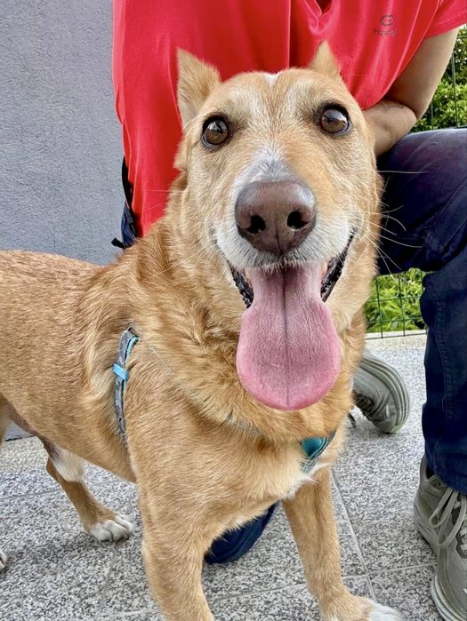 Cão adulto para adoção responsável