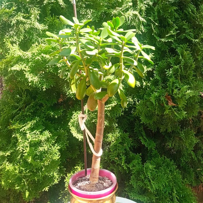 Цветок,,денежное дерево или коассула