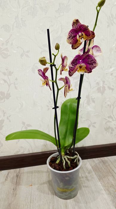 Шикарна Орхідея Пініф
