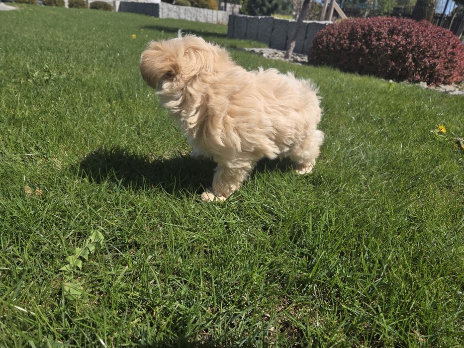 Maltipoo suczka laleczka