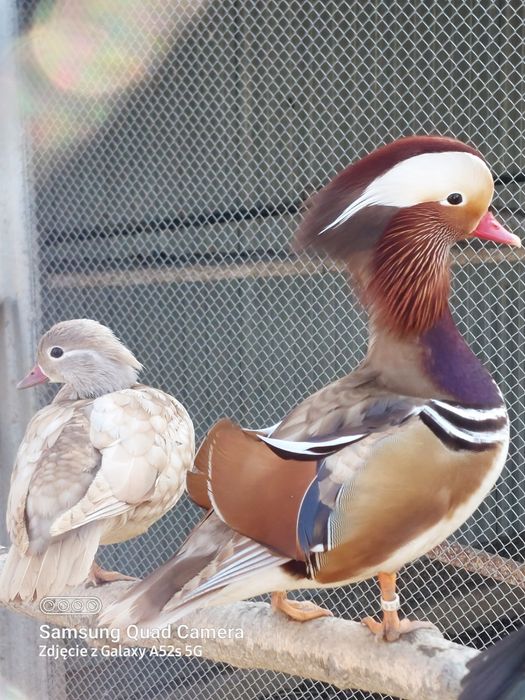 Kaczki mandarynki karolinki