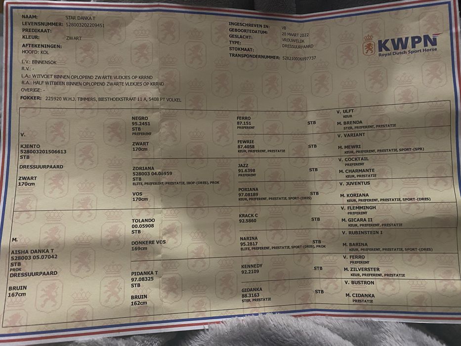 3,5 letnia klacz KWPN PO KJENTO - Mistrzu Swiata