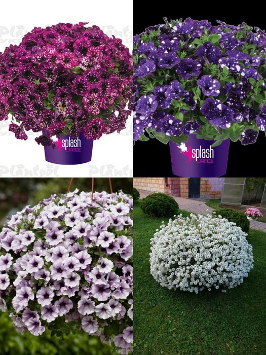 Сурфінія,петунія,калібрахоа,бакопа,вербена,гвоздика,глехома варегата