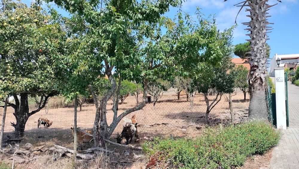 Moradia em Madeira T3  com terreno espaçoso  em Caldas da Rainha