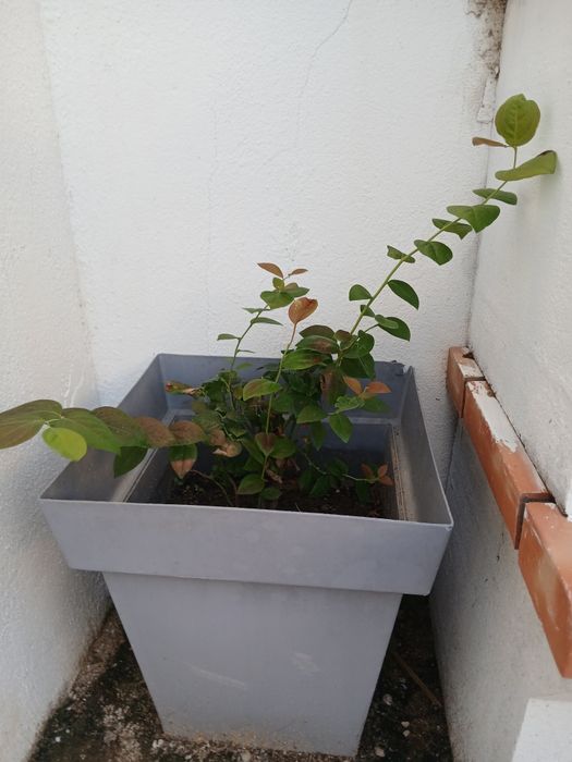 Planta de Mirtilho