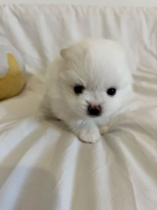 Pomeranian szczeniak