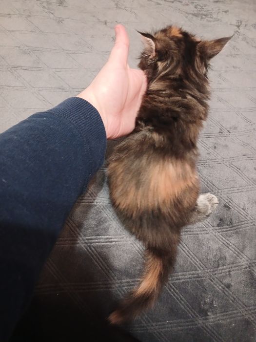 Кішечка  Мейн-кун