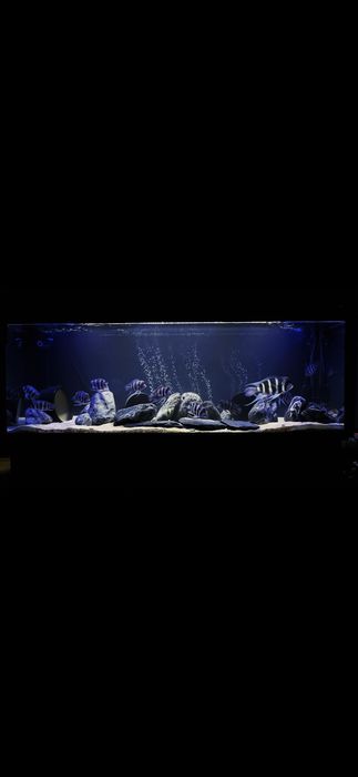 Akwarium  z akcesoriami  1070l, ryby  Frontosa