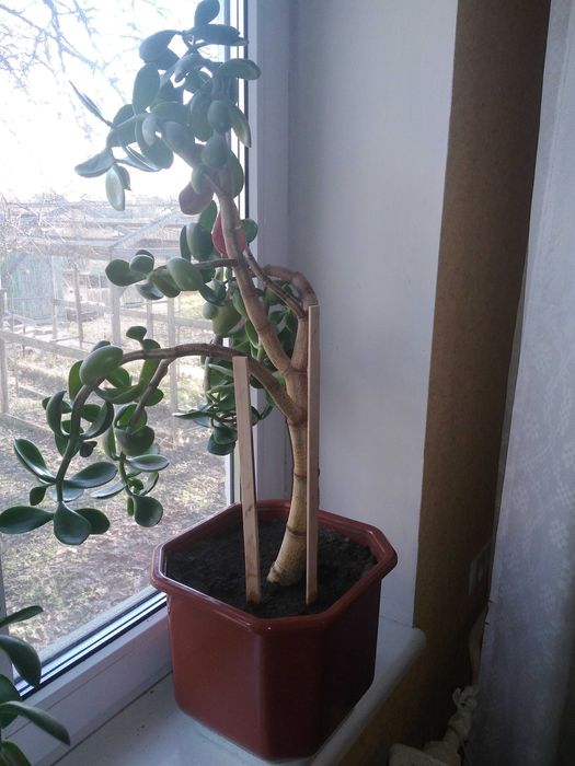 Домашні кімнатні рослини.