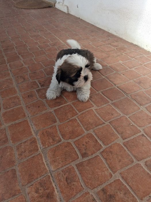 Shih tzu ( macho)