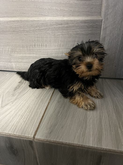 Продам міні йорка