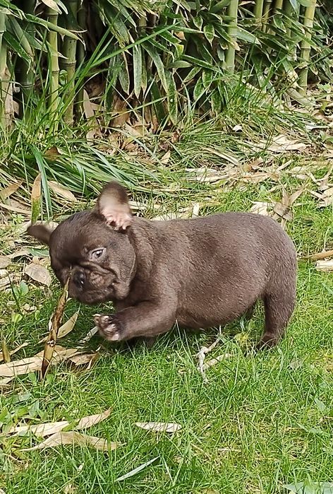 Bulldog Francês Chocolate, mesmo chocolate
