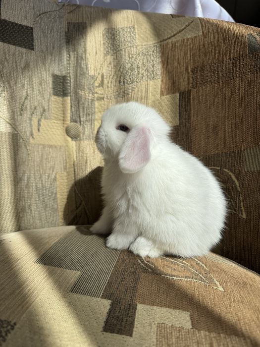 Króliki Mini Lop BunnyHop