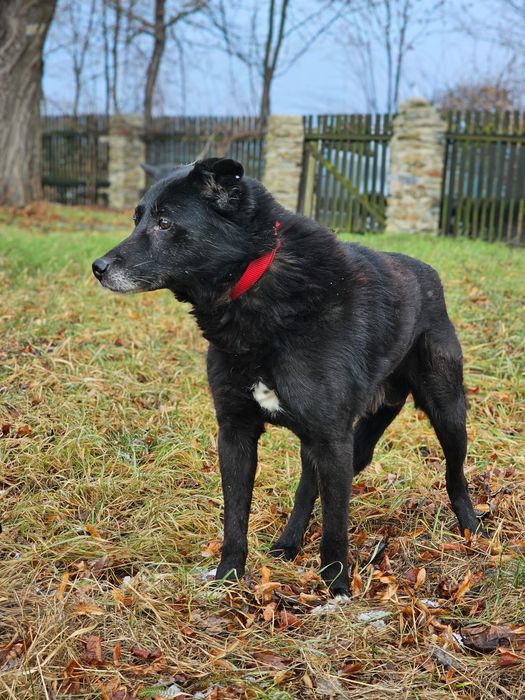 Pies do adopcji Wrocław - Łagodny, przyjazny Bary