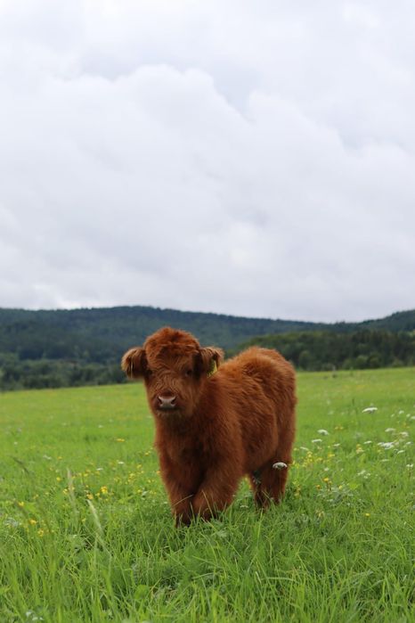 Byk Highland Cattle byczki jałówki piękne zadbane
