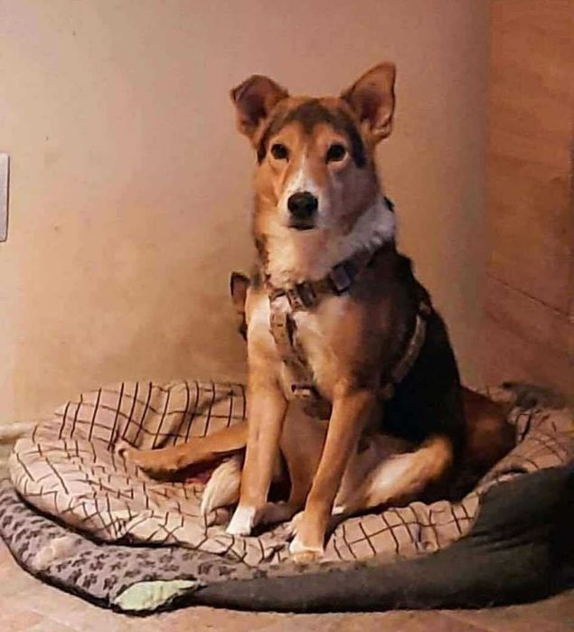 Piękny Vinci pokocha na zawsze