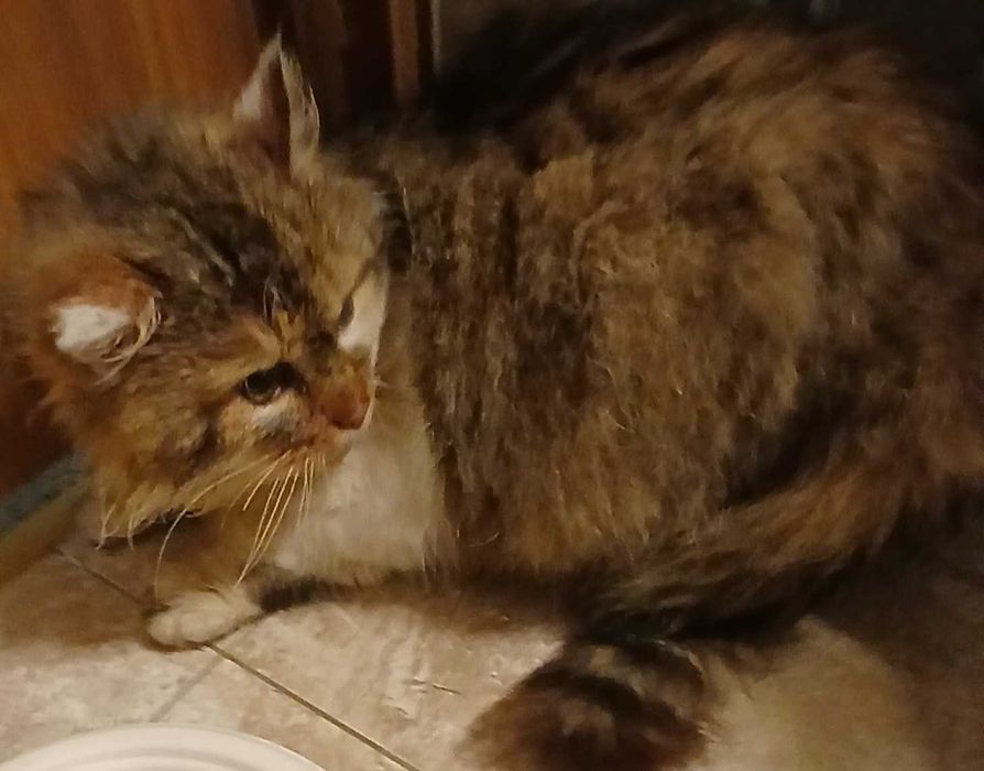 Sliczny puchty 10miesieczny kocurrek